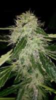 Bild von SirSuperSkunk (Super Skunk Automatic)