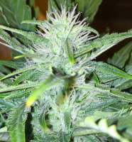 Bild von Maxpowder (Super Skunk Automatic)