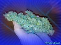 Bild von MrQnQ (White Diesel)