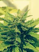 Bild von dieselhaze (White Diesel Haze Automatic)