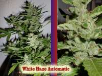 Bild von hankpankwank (White Haze Automatic)