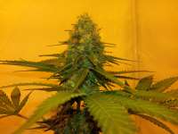 Bild von KushIsGood (White Ice)