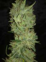 White Label White Label Jack Herer - ein Foto von Kuolema