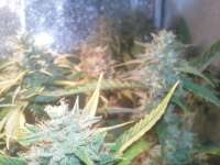 Bild von protobonzai (White Widow)