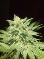 World of Seeds Bank Afgan Kush - ein Foto von FragKush