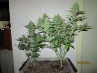 World of Seeds Bank Afgan Kush Ryder - ein Foto von Tohtori