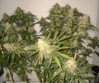 World of Seeds Bank Afgan Kush Special - ein Foto von roosley