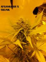 Bild von admin (Afgan Kush x Skunk)