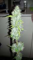 Bild von admin (Afgan Kush x Skunk)