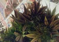 World of Seeds Bank Afgan Kush x Skunk - ein Foto von ReggaeJ