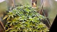 World of Seeds Bank Afghan Kush Early Harvest - ein Foto von dimixxon