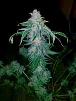 World of Seeds Bank Afghan Kush Early Harvest - ein Foto von dimixxon