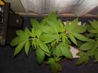 World of Seeds Bank Bubba Haze - ein Foto von DYLON