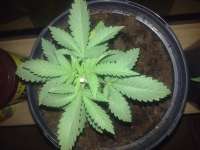 World of Seeds Bank Ketama Xaoen - ein Foto von indica2me