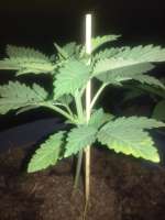 World of Seeds Bank Ketama Xaoen - ein Foto von indica2me