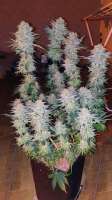 World of Seeds Bank Mazar Kush - ein Foto von dimixxon