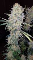 World of Seeds Bank Mazar Kush - ein Foto von dimixxon