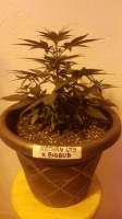 World of Seeds Bank Northen Light x Bigbud - ein Foto von kehbe