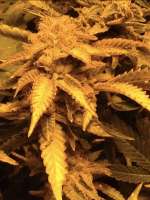 World of Seeds Bank Skunk 47 - ein Foto von Bpagent86