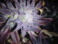 World of Seeds Bank Strawberry Blue - ein Foto von knickatnite