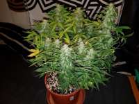 Bild von bizarrmangohaze (Sugar Mango Ryder)