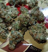 World of Seeds Bank Wild Thailand - ein Foto von G420hill