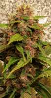 Xtreme Seeds Co. Blue Kush 99 Auto - ein Foto von morgangreenthumb