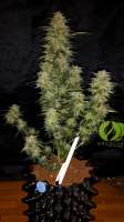 Bild von weedlover85 (Dutch Amnesia Haze)