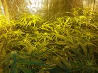 Bild von FarmerWhiskers (Jack the Ripper Autoflowering)