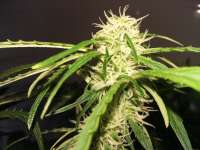 Bild von FarmerWhiskers (Jack the Ripper Autoflowering)