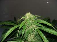 Zambeza Jack the Ripper Autoflowering - ein Foto von FarmerWhiskers