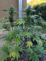 Zamnesia Girl Scout Cookies - ein Foto von hemp47