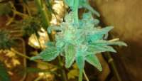 Zamnesia Sour Diesel - ein Foto von wasgedn