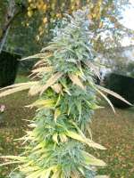 Zamnesia Super Silver Haze - ein Foto von hemp47