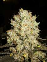 Bild von Majestic (White Widow)