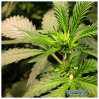 Bild von elVato (Diesel Haze)