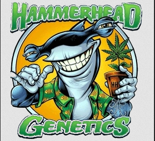 Logo Hammerhead