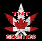 Logo TNT Genetics