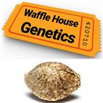Logo Waffle House Genetics