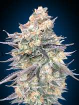 00 Seeds Bank Blue Dream