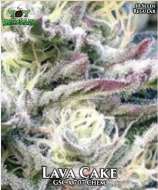 707 Seed Bank Lava Cake