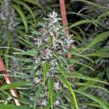 Abraxas Seeds White Widow