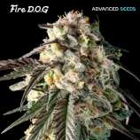 Advanced Seeds Fire Dog