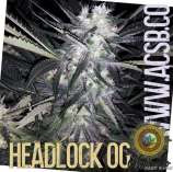 Aficionado Seed Bank Headlock OG