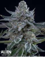 Alien Genetics Six Shooter