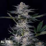 Alien Genetics Stagger Lee