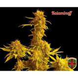 All-in Medicinal Seeds Kalaminoff