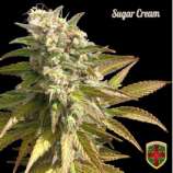 All-in Medicinal Seeds Sugar Cream