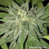 Almighty Farms Genetics Magilla Gorilla