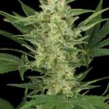 Amaranta Seeds G-Power Cheese